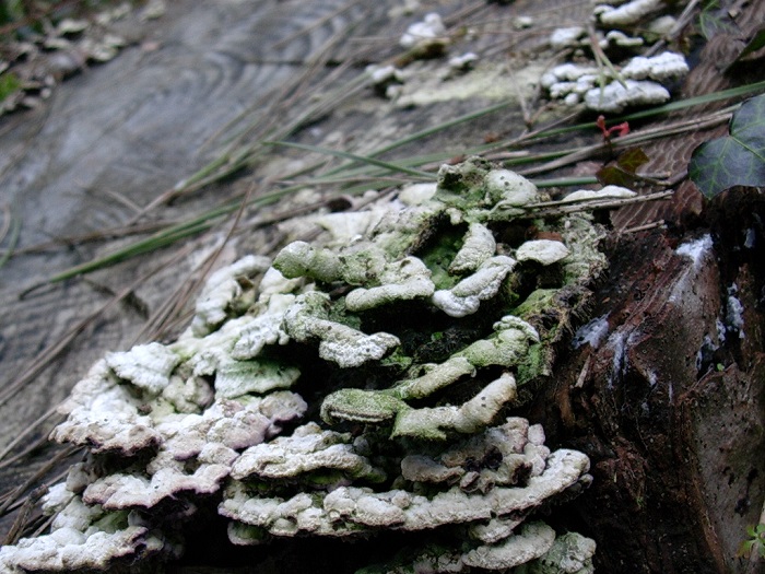 605 Marzo vecchio ritrovamento